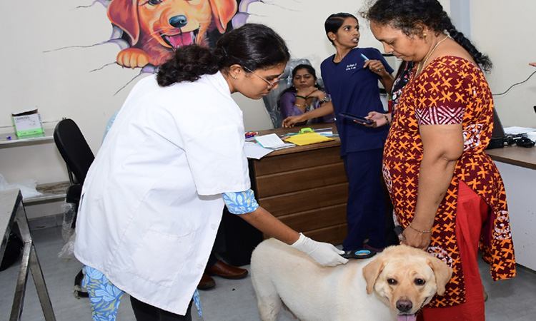 சென்னையில் இன்று 726 செல்லப் பிராணிகளுக்கு வெறிநாய்க்கடி நோய்த் தடுப்பூசி செலுத்தி, உரிமம் வழங்கப்பட்டது