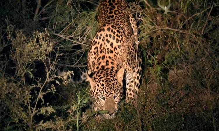 வீட்டில் உறங்கிக்கொண்டிருந்த பச்சிளம் குழந்தையை கடித்துக்கொன்ற சிறுத்தை