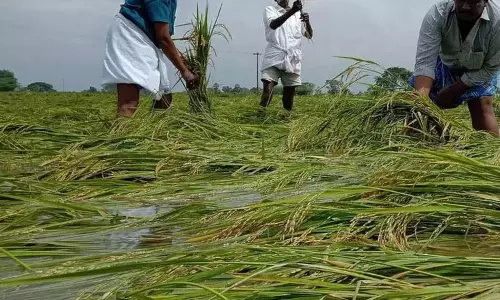 திருவாரூரில் மழையால் பாதிக்கப்பட்ட நெற்பயிர்களை கணக்கெடுக்கும் பணி நாளை தொடக்கம்