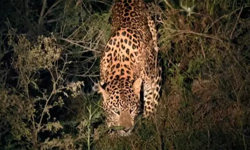 வீட்டில் உறங்கிக்கொண்டிருந்த பச்சிளம் குழந்தையை கடித்துக்கொன்ற சிறுத்தை