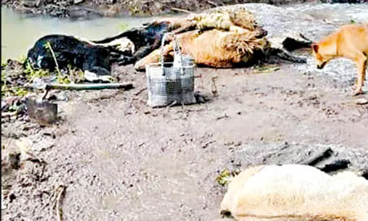 ஒரத்தநாடு அருகே கன மழை; 38 ஆடுகள் சாவு