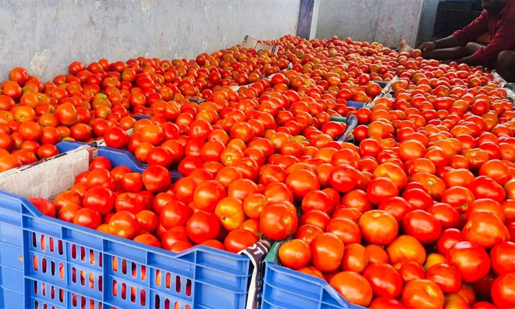 தக்காளி விலை கிடுகிடு உயர்வு..! புலம்பும் இல்லத்தரசிகள் - காரணம் என்ன.?