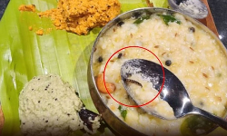 புழுவும் பொய் புகாரும் புழுவும் பொய் புகாரும்