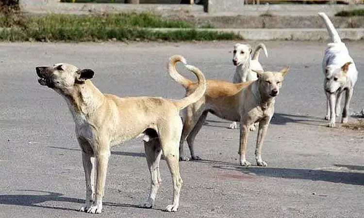 நெல்லை: 4 வயது சிறுமியை கடித்து குதறிய தெருநாய் - அதிர்ச்சி சம்பவம்