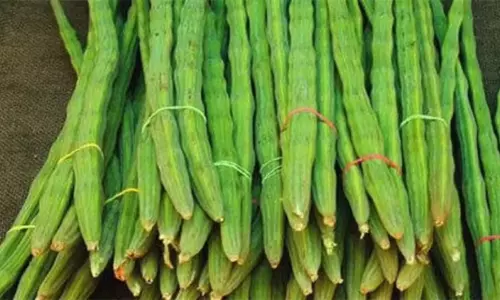 முருங்கைக்காய் விலை கிடுகிடு உயர்வு.. ஒரு கிலோ ரூ.600-க்கு விற்பனை.. எங்கு தெரியுமா..?