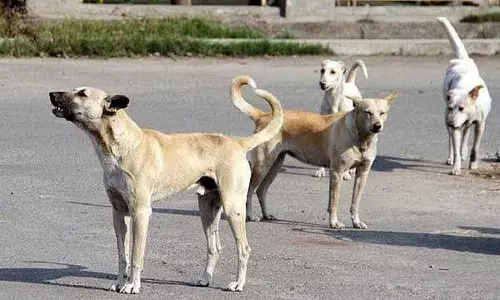 நெல்லை: 4 வயது சிறுமியை கடித்து குதறிய தெருநாய் - அதிர்ச்சி சம்பவம் நெல்லை: 4 வயது சிறுமியை கடித்து குதறிய தெருநாய் - அதிர்ச்சி சம்பவம்