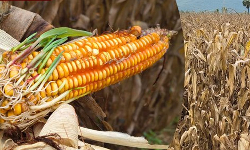 முளைக்கத் தொடங்கிய மக்காச்சோளம்.. விவசாயிகள் கவலை