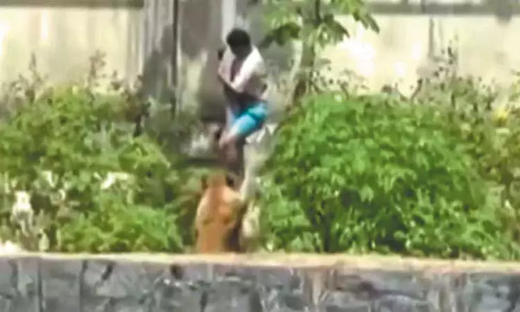 உயிரியல் பூங்காவில் தடுப்புச் சுவரை தாண்டி குதித்த வாலிபரை தாக்கி கொன்ற சிங்கம்