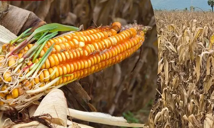 முளைக்கத் தொடங்கிய மக்காச்சோளம்.. விவசாயிகள் கவலை