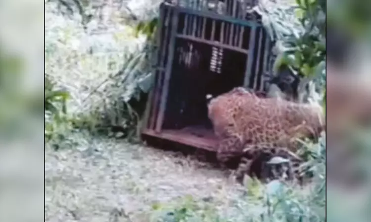 பெண்ணை கொன்ற புலியை பிடிப்பதற்காக வைத்த கூண்டில் சிக்கிய சிறுத்தை