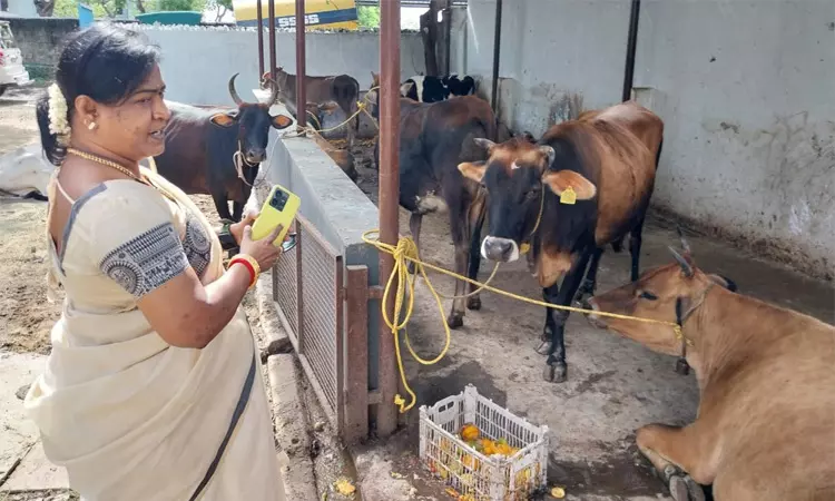 தூத்துக்குடியில் சாலையில் சுற்றித் திரிந்த 25 மாடுகளை பிடித்து கோசாலையில் ஒப்படைப்பு