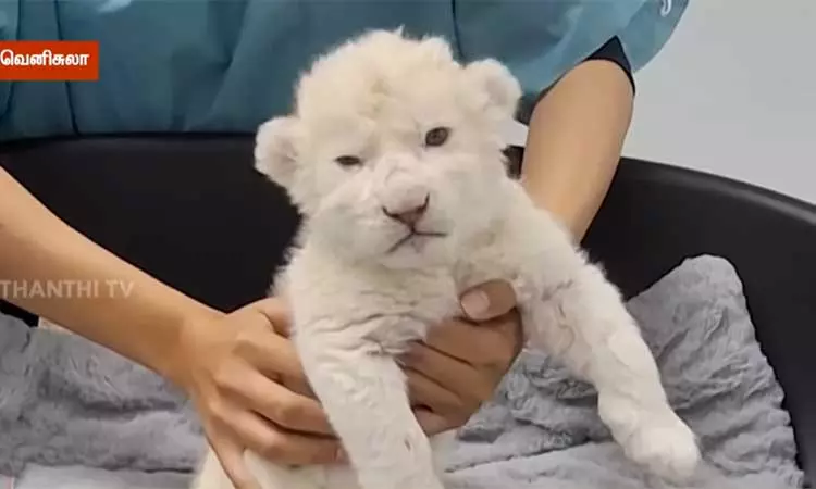 வெனிசுலா வனவிலங்கு பூங்காவில் பிறந்த அரிய வகை வெள்ளை சிங்கக்குட்டிகள்