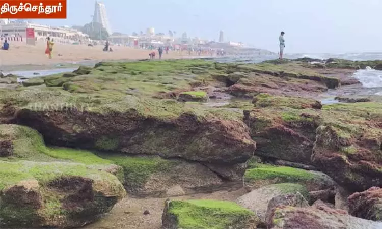 திருச்செந்தூரில் தீடீரென 75 அடி தூரத்திற்கு உள்வாங்கிய கடல் திருச்செந்தூரில் தீடீரென 75 அடி தூரத்திற்கு உள்வாங்கிய கடல்