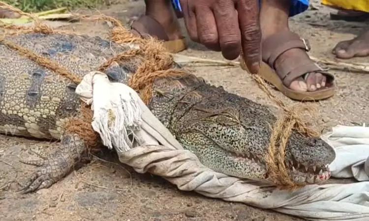 சிதம்பரம்: மீனுக்கு விரித்த வலையில் முதலைக்குட்டி சிக்கியதால் பரபரப்பு சிதம்பரம்: மீனுக்கு விரித்த வலையில் முதலைக்குட்டி சிக்கியதால் பரபரப்பு