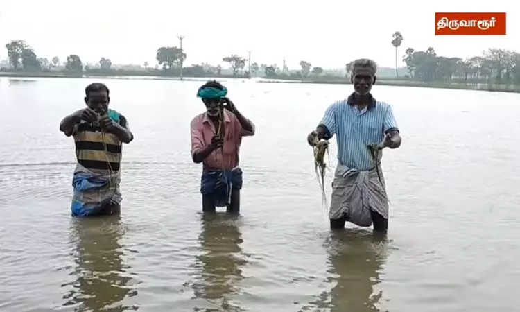 திருவாரூரில் 3 ஆயிரம் ஏக்கர் விளைநிலங்கள் நீரில் மூழ்கி சேதம் - இழப்பீடு வழங்க விவசாயிகள் கோரிக்கை திருவாரூரில் 3 ஆயிரம் ஏக்கர் விளைநிலங்கள் நீரில் மூழ்கி சேதம் - இழப்பீடு வழங்க விவசாயிகள் கோரிக்கை