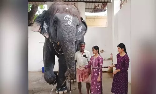 தந்தையின் முதலாம் ஆண்டு நினைவு தினம்; திருச்செந்தூர் கோவிலில் யானைக்கு கரும்பு வழங்கி ஆசி பெற்ற பாகனின் மகள்கள் தந்தையின் முதலாம் ஆண்டு நினைவு தினம்; திருச்செந்தூர் கோவிலில் யானைக்கு கரும்பு வழங்கி ஆசி பெற்ற பாகனின் மகள்கள்