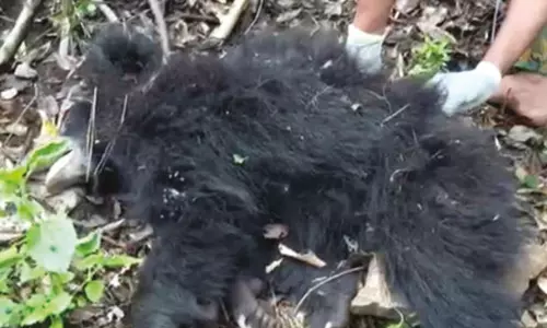 தேன் குடிக்க சென்று 300 அடி உயர மலையில்.. பாறைகளுக்கு நடுவே சிக்கிய கரடி தேன் குடிக்க சென்று 300 அடி உயர மலையில்.. பாறைகளுக்கு நடுவே சிக்கிய கரடி