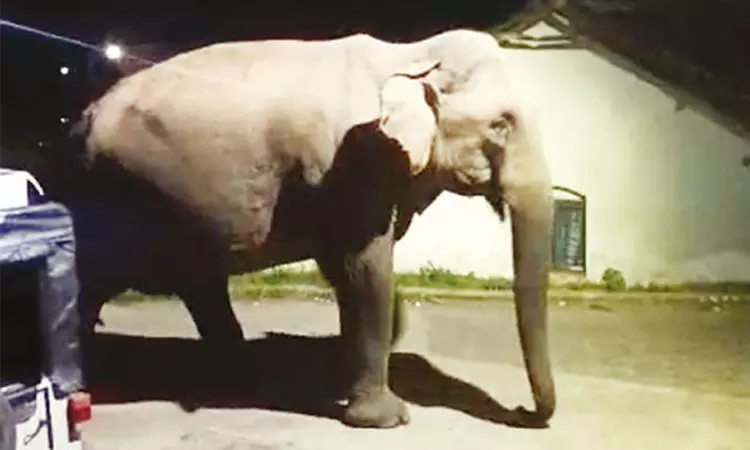 நீலகிரியில் பொதுமக்களை காட்டு யானை துரத்தியதால் பரபரப்பு