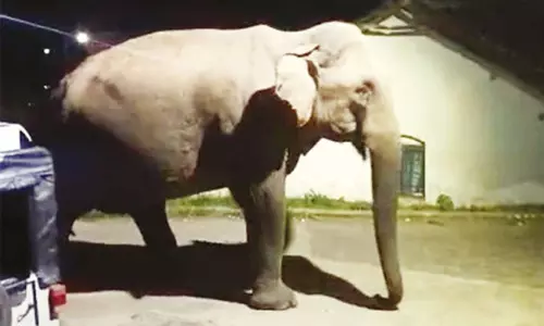 நீலகிரியில் பொதுமக்களை காட்டு யானை துரத்தியதால் பரபரப்பு நீலகிரியில் பொதுமக்களை காட்டு யானை துரத்தியதால் பரபரப்பு