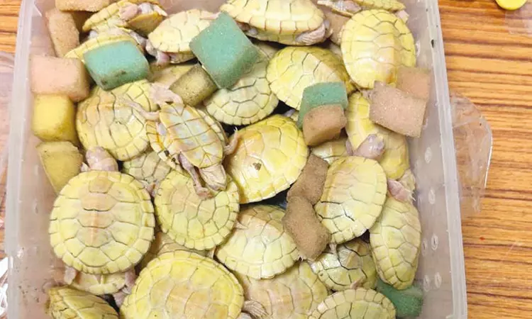 திருச்சி விமான நிலையத்தில் அரியவகை ஆமைகள் பறிமுதல் திருச்சி விமான நிலையத்தில் அரியவகை ஆமைகள் பறிமுதல்