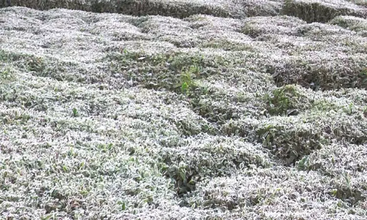 குன்னூரில் உறை பனிப்பொழிவு: தேயிலை செடிகள் கருகும் அபாயம்