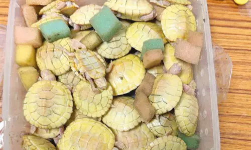 திருச்சி விமான நிலையத்தில் அரியவகை ஆமைகள் பறிமுதல் திருச்சி விமான நிலையத்தில் அரியவகை ஆமைகள் பறிமுதல்