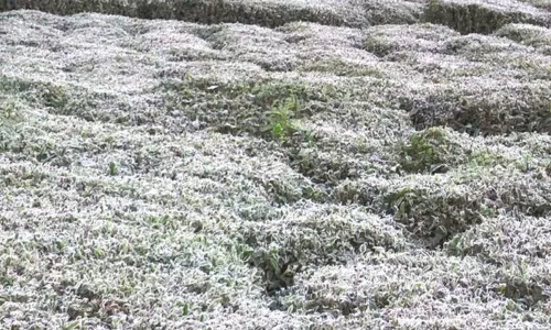 குன்னூரில் உறை பனிப்பொழிவு: தேயிலை செடிகள் கருகும் அபாயம் குன்னூரில் உறை பனிப்பொழிவு: தேயிலை செடிகள் கருகும் அபாயம்