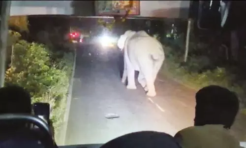 கூடலூர்-மைசூரு தேசிய நெடுஞ்சாலையில் வாகனங்களை வழிமறித்த காட்டு யானை கூடலூர்-மைசூரு தேசிய நெடுஞ்சாலையில் வாகனங்களை வழிமறித்த காட்டு யானை