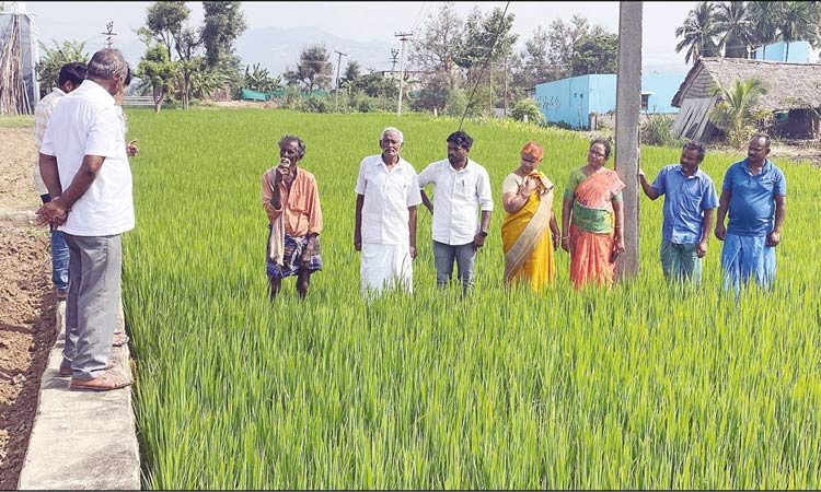 சேலம்: நோய் தாக்கிய நெற்பயிர்களை வேளாண் அதிகாரிகள் ஆய்வு சேலம்: நோய் தாக்கிய நெற்பயிர்களை வேளாண் அதிகாரிகள் ஆய்வு