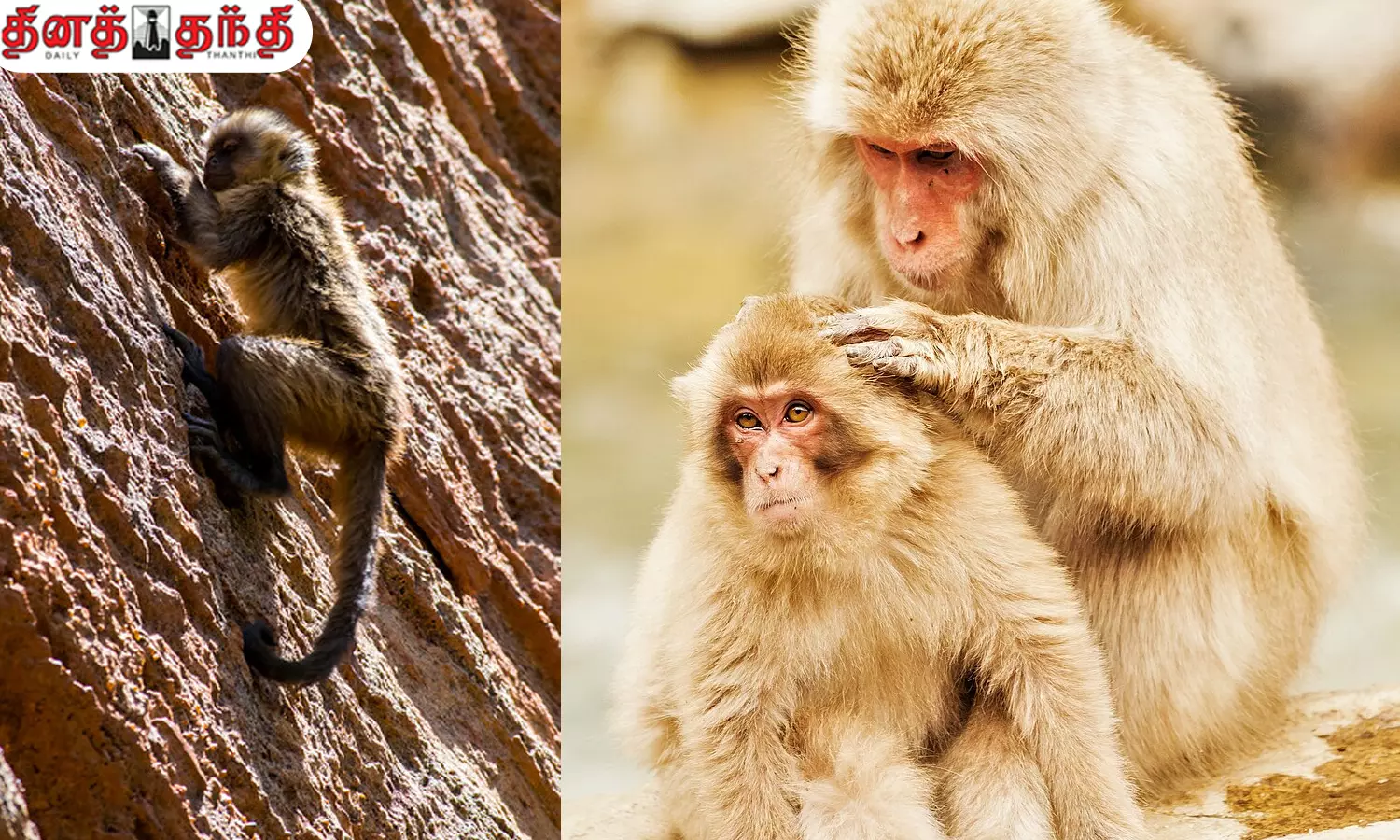 துரிதமாக மலைகளை ஏறும் குரங்குகளின் அசாத்திய ஆற்றல்.!