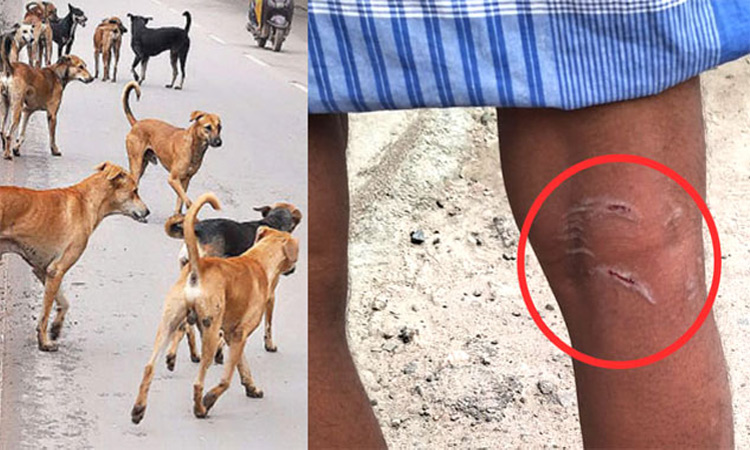 தூத்துக்குடியில் தெரு நாய்கள் கடித்து மக்கள் பாதிப்பு: மாநகராட்சி நடவடிக்கை எடுக்க கோரிக்கை