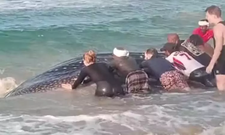 கேரளாவில் கரை ஒதுங்கிய ராட்சத திமிங்கலம் - பொதுமக்கள் உதவியுடன் கடலுக்குள் விடப்பட்டது கேரளாவில் கரை ஒதுங்கிய ராட்சத திமிங்கலம் - பொதுமக்கள் உதவியுடன் கடலுக்குள் விடப்பட்டது