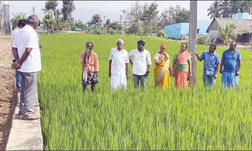 சேலம்: நோய் தாக்கிய நெற்பயிர்களை வேளாண் அதிகாரிகள் ஆய்வு சேலம்: நோய் தாக்கிய நெற்பயிர்களை வேளாண் அதிகாரிகள் ஆய்வு