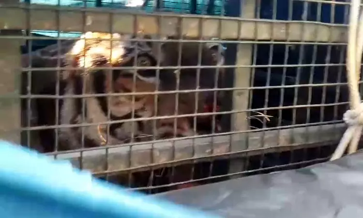 ஊட்டியில் பழங்குடியின பெண்ணை அடித்துக்கொன்ற புலி கூண்டில் சிக்கியது ஊட்டியில் பழங்குடியின பெண்ணை அடித்துக்கொன்ற புலி கூண்டில் சிக்கியது