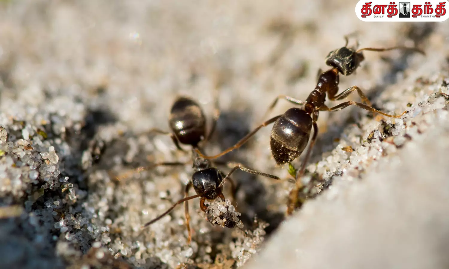 என்றா இது 😲.. எறும்புகளின் ஆயுட்காலம் இத்தனை ஆண்டுகளா?