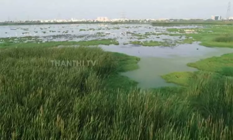 சதுப்பு நிலங்களை அளவிடும் பணி நிறைவு - ஐகோர்ட்டில் தமிழக அரசு தகவல் சதுப்பு நிலங்களை அளவிடும் பணி நிறைவு - ஐகோர்ட்டில் தமிழக அரசு தகவல்