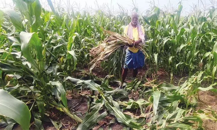 விவசாய நிலங்களில் மான், காட்டுப்பன்றிகள் அட்டகாசம்: 300 ஏக்கர் மக்காச்சோள பயிர்கள் சேதம் விவசாய நிலங்களில் மான், காட்டுப்பன்றிகள் அட்டகாசம்: 300 ஏக்கர் மக்காச்சோள பயிர்கள் சேதம்