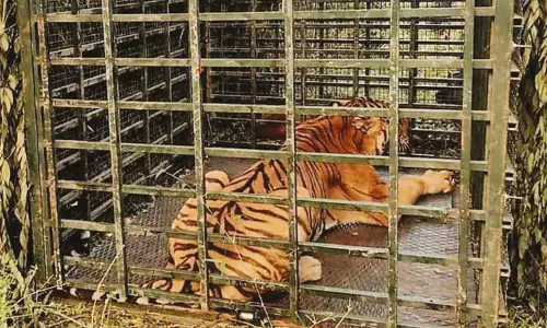 நீலகிரி: மூதாட்டியை கொன்ற புலி கூண்டில் சிக்கியது நீலகிரி: மூதாட்டியை கொன்ற புலி கூண்டில் சிக்கியது