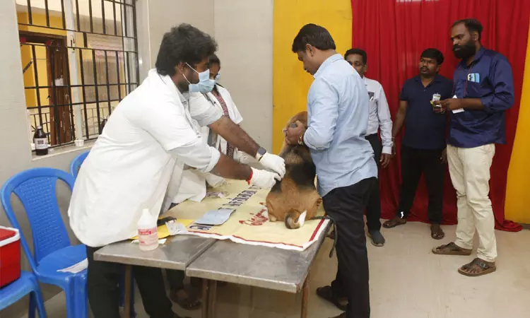 சென்னையில் இன்று 743 செல்லப் பிராணிகளுக்கு வெறிநாய்க்கடி நோய்த் தடுப்பூசி செலுத்தி, உரிமம் வழங்கப்பட்டது சென்னையில் இன்று 743 செல்லப் பிராணிகளுக்கு வெறிநாய்க்கடி நோய்த் தடுப்பூசி செலுத்தி, உரிமம் வழங்கப்பட்டது