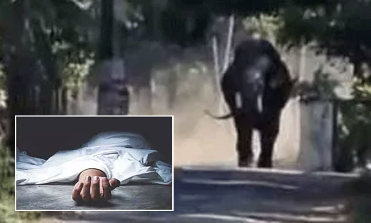 கோவை: காட்டு யானை தாக்கி படுகாயமடைந்த கூலி தொழிலாளி உயிரிழப்பு