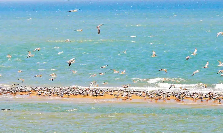 தனுஷ்கோடியில் உருவான மணல் திட்டில் குவிந்த கடல் புறாக்கள் தனுஷ்கோடியில் உருவான மணல் திட்டில் குவிந்த கடல் புறாக்கள்