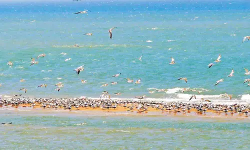 தனுஷ்கோடியில் உருவான மணல் திட்டில் குவிந்த கடல் புறாக்கள் தனுஷ்கோடியில் உருவான மணல் திட்டில் குவிந்த கடல் புறாக்கள்