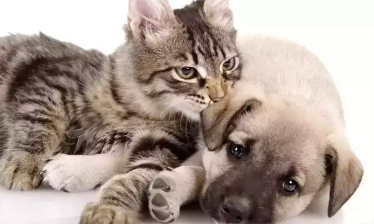 சென்னை: செல்லப்பிராணிகளுக்கு உரிமம் பெற காலக்கெடு இன்றுடன் நிறைவு