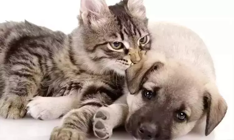 சென்னை: செல்லப்பிராணிகளுக்கு உரிமம் பெற காலக்கெடு இன்றுடன் நிறைவு சென்னை: செல்லப்பிராணிகளுக்கு உரிமம் பெற காலக்கெடு இன்றுடன் நிறைவு