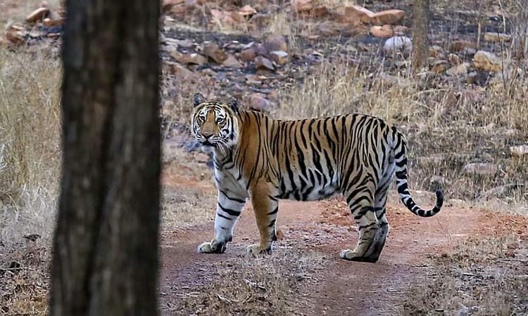 மராட்டியம்: பெண்ணை அடித்துக்கொன்ற புலி - அதிர்ச்சி சம்பவம்