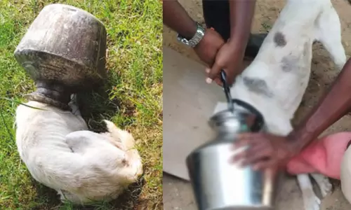 குடத்தில் தலை சிக்கி பரிதவித்த நாய் - நீண்ட போராட்டத்திற்கு பின் மீட்பு குடத்தில் தலை சிக்கி பரிதவித்த நாய் - நீண்ட போராட்டத்திற்கு பின் மீட்பு