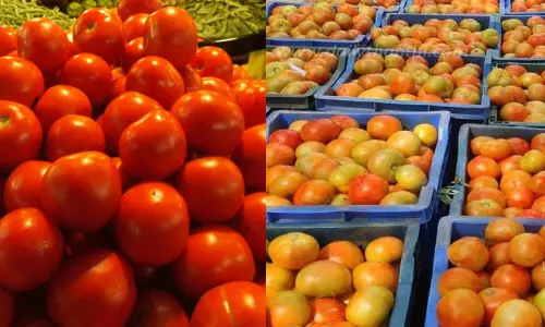 சமையலுக்கு சிறந்தது நாட்டு தக்காளியா.. ஹைபிரிட் தக்காளியா..? - விரிவான அலசல் சமையலுக்கு சிறந்தது நாட்டு தக்காளியா.. ஹைபிரிட் தக்காளியா..? - விரிவான அலசல்