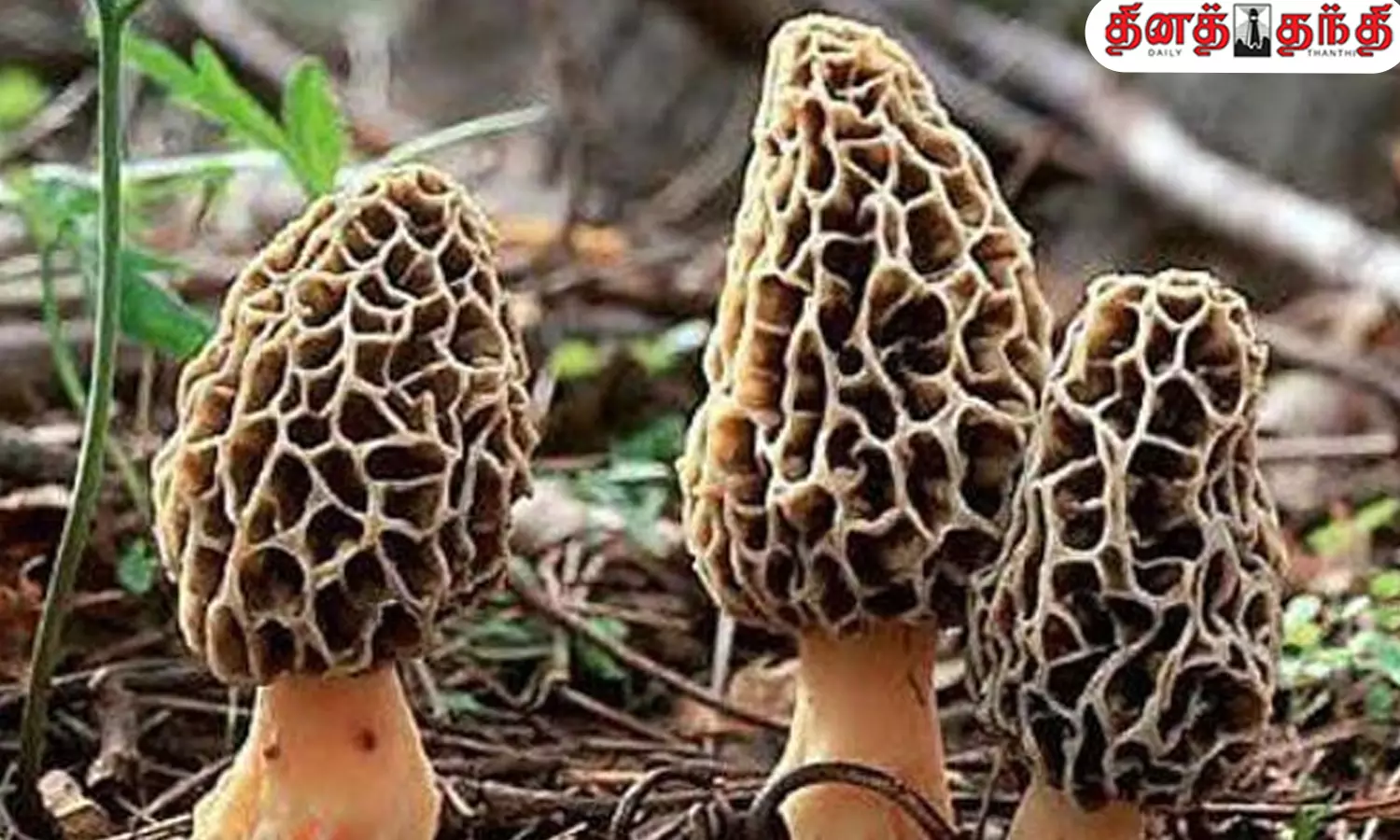 ரஷ்யா அதிபர் புதினுக்கு பரிமாறப்பட்ட குச்சி காளான்களில் இவ்வளவு நன்மைகளா?