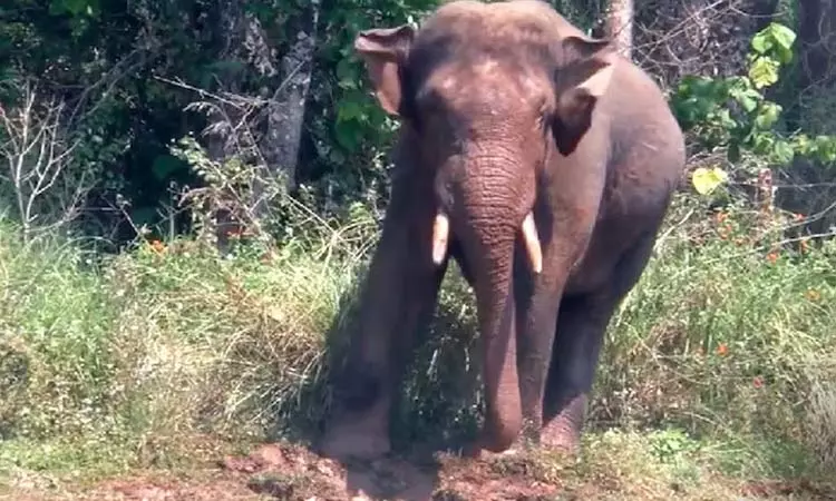 ஜார்க்கண்ட்: யானை தாக்கி ஒரே நாளில் 5 பேர் பலி ஜார்க்கண்ட்: யானை தாக்கி ஒரே நாளில் 5 பேர் பலி