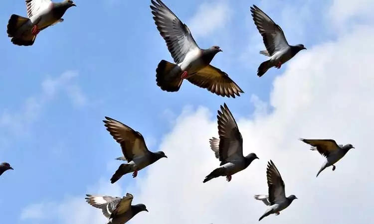 பொது இடங்களில் புறாக்களுக்கு உணவளிக்க தடை - கர்நாடக அரசு உத்தரவு பொது இடங்களில் புறாக்களுக்கு உணவளிக்க தடை - கர்நாடக அரசு உத்தரவு